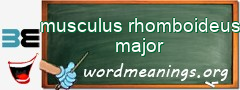 WordMeaning blackboard for musculus rhomboideus major